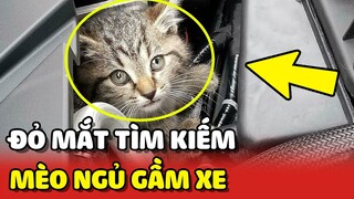 Bé mèo ĂN VỤNG rồi NGỦ GẦM XE khiến Sen tìm đỏ mắt cả ngày 😂 | Yêu Lu