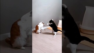 funny cats 😂 episode 322 #shorts