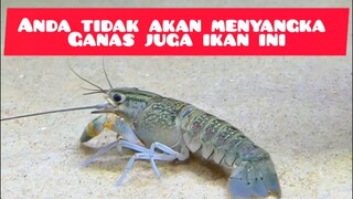 ganas juga ikan ini