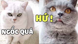 Sự khác biệt của nuôi mèo 2 ngày và nuôi mèo 2 năm 🤣 | Pets TV