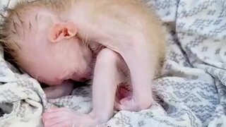 Baby monkey
