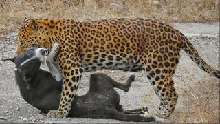 15 Dogs Mercilessly Attacked And Ki.lled By Leopards,Tigers.....
