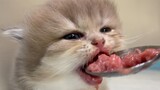 Little kittens leaern how to eat meat