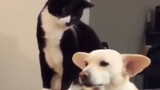 Mèo: Nghĩ đi nghĩ lại, nên đánh con chó này!