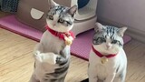 Chó Mèo Hài Hước Và Dễ Thương | Funny and Cute Animals | BU BU CHANNEL