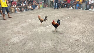 GOLDEN BOY SWEATER (LOSE) at San Marcelino Cockpit Arena #SABONG