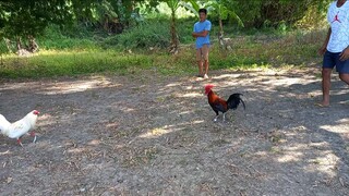 GALING NANG KALABAN HINDI MANLANG NAKAPALO NANG MAAYOS MANOK KO TALO ULIT KAMI GUYS.