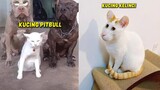 MOMEN KETIKA KUCING SALAH PERGAULAN BERUBAH JADI ANJING & KELINCI ~ Kucing Lucu Bikin Ngakak