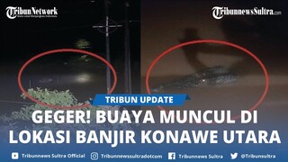 Video Buaya Muncul di Lokasi Banjir Konawe Utara Sultra, Polisi Larang Pincara Beroperasi Malam Hari