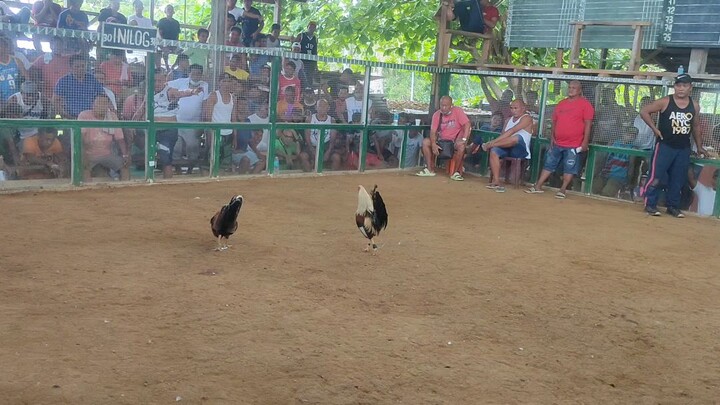 update Muna ako sa 3wins cock Derby mga ka backyard