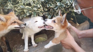 Two foxes can't beat a corgi? Corgi is too strong!