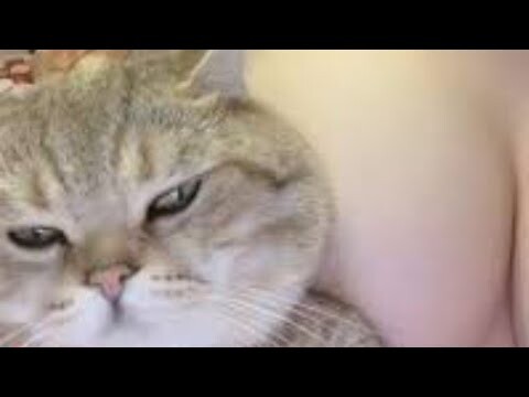 Mèo hài hước, dễ thương | Chó Mèo hài hước | Miuka Vlog | P1