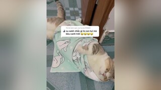 Trả lời  Pi kịch gia đình 😂😂😂😂😂. cat mèo