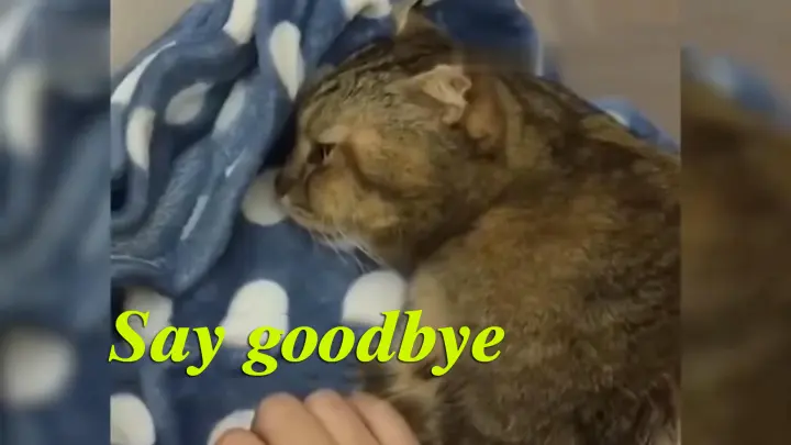 [Animals]The seriously ill cat said goodbye to its owner