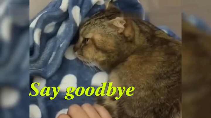 [สัตว์]แมวป่วยหนักบอกลาเจ้าของ