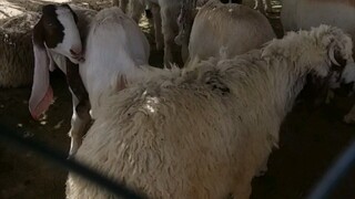 goat at saudi arabia in the desert