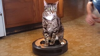 Roomba Animals! Funny Videos of Pets and Roombas 🐶🐱