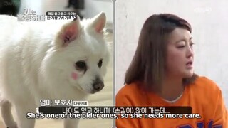 Dogs are Incredible Ep 14