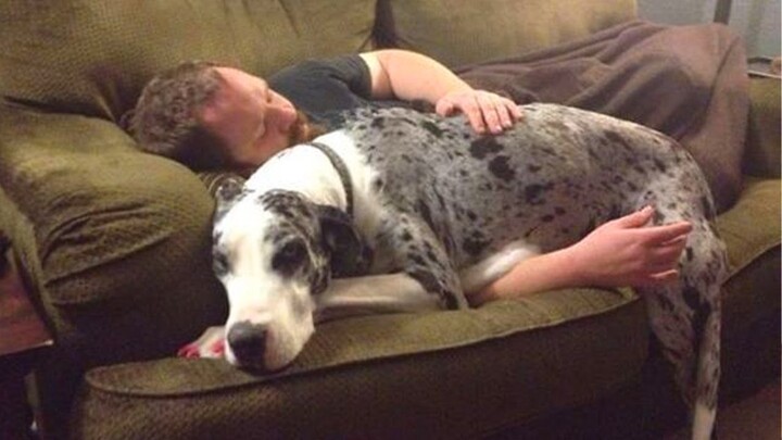 When your dog is like your sibling 🤣 Funny Dog and Human 2024
