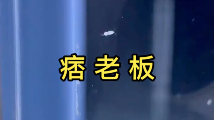 无语，痞老板重生了～～