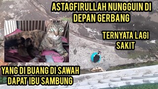 Masya Allah Kucing Jalalan Nungguin Di Bukakan Pintu Mau Ikut Tinggal Di Cats Lovers Tv