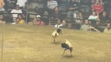 2 cock derby in tejero score 0.5-1win all patani cross we use