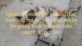 Poor Baby Cat Die On The Road, Bringing Home To Burry
