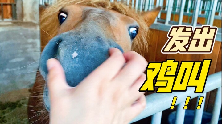 这匹马鼻子上有个奇怪的开关，一捏就鸡叫！