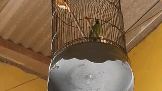 suara jomin gacor ter heboh