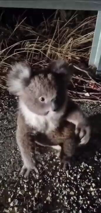 Cute Koala on the road