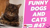 Funny Animal Videos 2022  Best Dogs And Cats Videos 😺😍 # 47