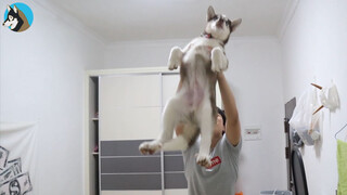 Chó|Husky bị bế lên