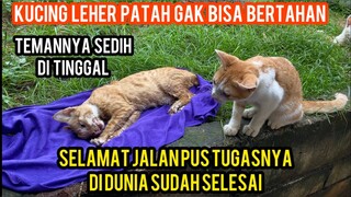 Kucing Ini Sedih Karena Temanya Meninggal Dunia..!