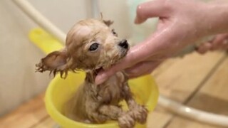 น้องหมาขนฟูฟูอาบน้ำ น่ารักมากก