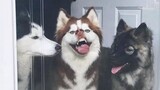 [Thú cưng] Những chú chó vui nhộn, nuôi chó cho đời thêm vui!