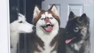 Funny dog video compilation