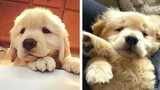 Adorable Golden Puppies Videos That Will Make Your Day Better 100%🐶🐶 🥰| Cute Puppies