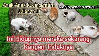 Subhanallah Anak-Anak Kucing Ini Bahagia Saya Bawa Pulang Kerumah | Kisah Hidup Anak Kucing Liar..!