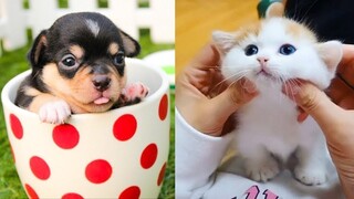 Sweet & Cute Dog and Cat Compilation #55 | CuteVN