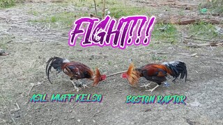 ASIL MUFF KELSO VS BOSTON RAPTOR SPAR!!     JRP BACKYARD