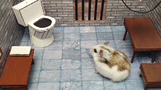 [Animals]Smart hamster escapes from a maze