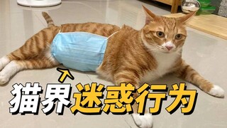 猫界迷惑行为：没有办法了，我只能这样处理了！