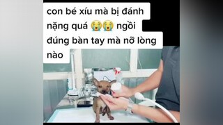 nhìn sát khuẩn con đau mà xót quá , k dám kêu 1 tiếng 😔😔😔 chomeodethuong chó_cưng chomeodangyeu chomeo chó