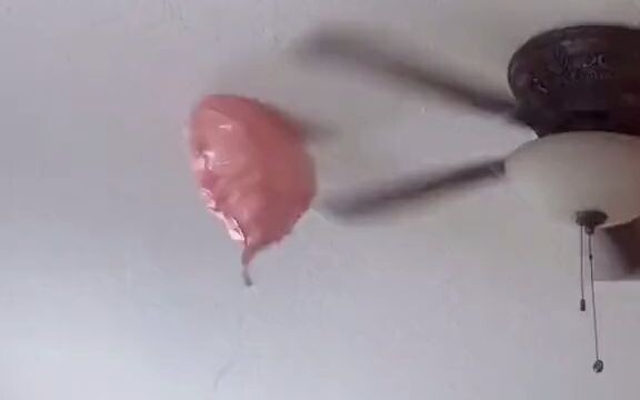 Does this balloon look like a licking dog?