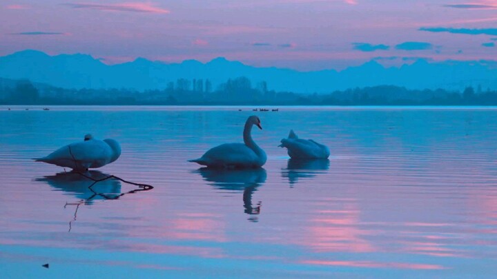 Wild life