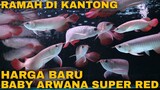 REVIEW Harga Arwana Super Red TERBARU RAMAH Di KANTONG