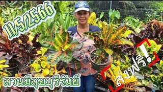 0661586958รวมไม้มงคลเข้าใหมาEP.2(ส่งฟรี)ไม้มงคลสวยๆจากสวนมีสุข บุรีรัมย์11-5-2566