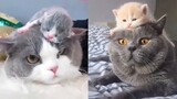 Mother Cat And Kittens | Funny and Cute Cats Compilation #1 | CuteVN