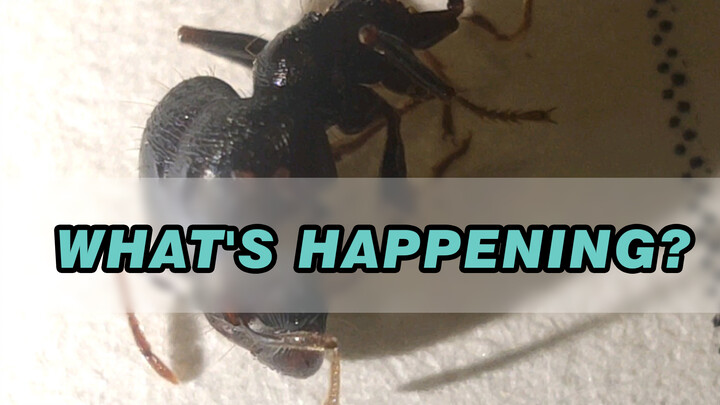 Trong hai tuần, con kiến khác biệt đầu tiên có một vụ nổ nghiêm trọng