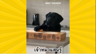 สัตว์เลี้ยงเพื่อนขนปุย : เจ้าหมาแสนรู้